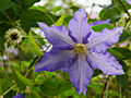 Clematis Anna German IMG_4428 Powojnik